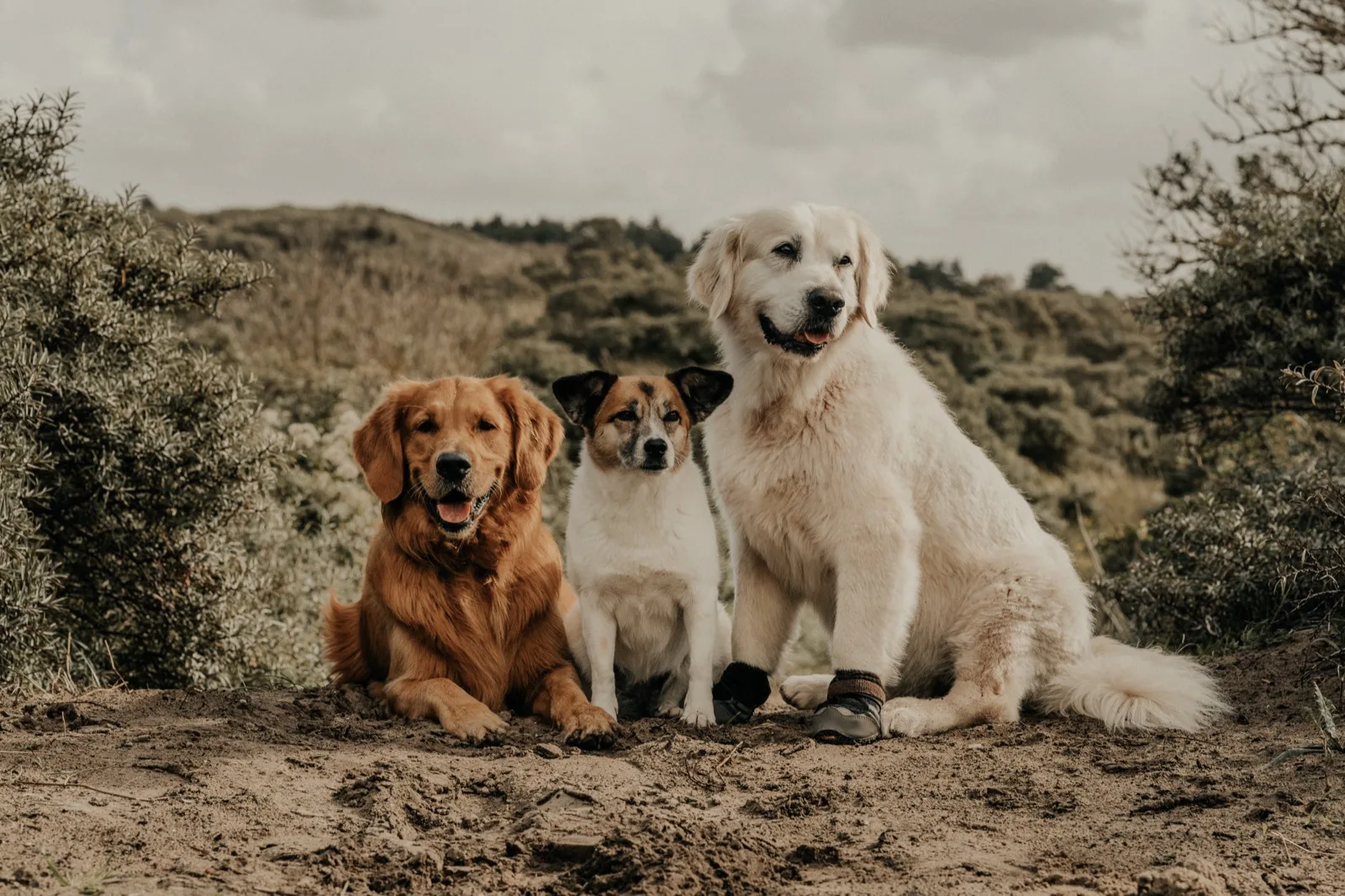 Hundefotografie, drei Hunde auf der Düne